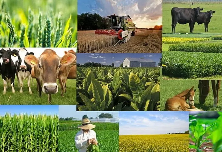 نگاهی بر عملکرد زراعی‌ها در گزارشات 9 ماهه 1404