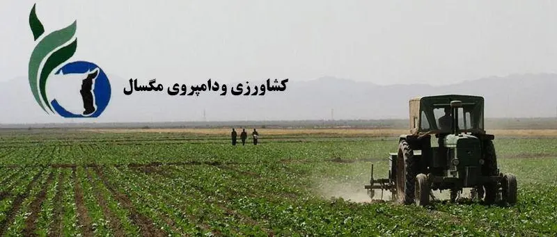 بررسی ریسک ها و فرصت های پیش روی زمگسا